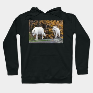 Pair of Arctic Wolves in fall Hoodie